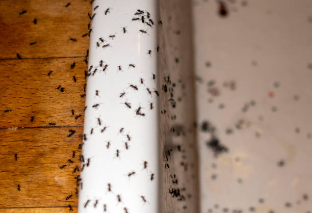 Best Affordable Pest Control Services  in Darrington, WA