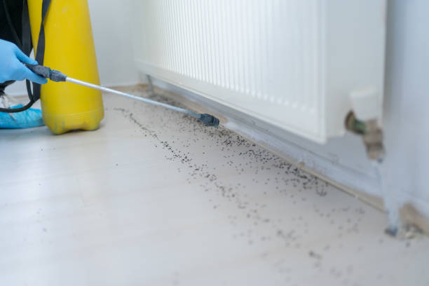 Best Termite Control Services  in Darrington, WA