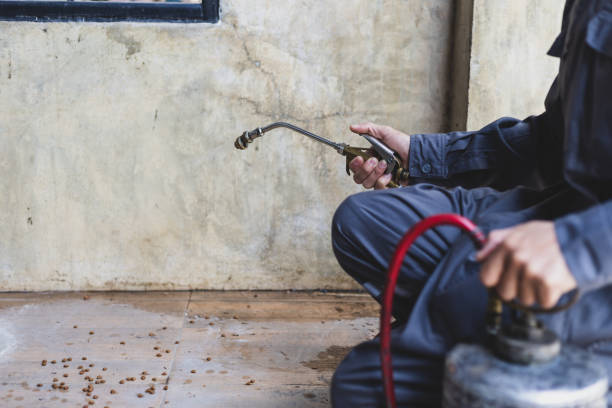 Wasp Removal Services in Darrington, WA